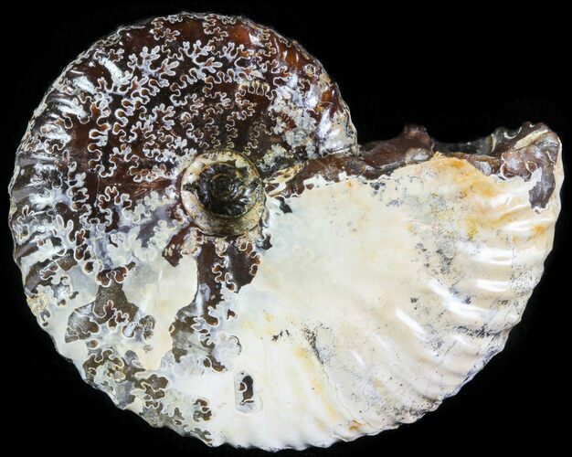 Hoploscaphites Ammonite - South Dakota #62602